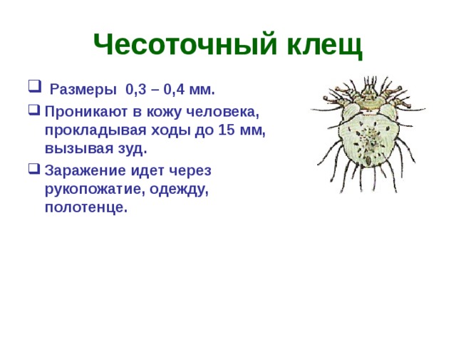 Чесоточный клещ  Размеры 0,3 – 0,4 мм. Проникают в кожу человека, прокладывая ходы до 15 мм, вызывая зуд. Заражение идет через рукопожатие, одежду, полотенце.         