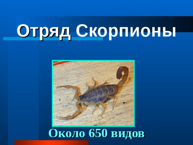 Отряд Скорпионы Около 650 видов 