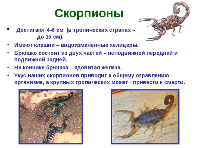 Скорпионы  Достигают 4-6 см (в тропических странах – до 15 см). Имеют клешни – видоизмененные хелицеры. Брюшко состоит из двух частей – неподвижной передней и подвижной задней. На кончике брюшка – ядовитая железа. Укус наших скорпионов приводит к общему отравлению организма, а крупных тропических может - привести к смерти.   