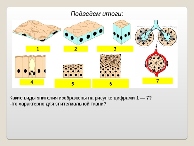 Подведем итоги: Какие виды эпителия изображены на рисунке цифрами 1 — 7? Что характерно для эпителиальной ткани?  