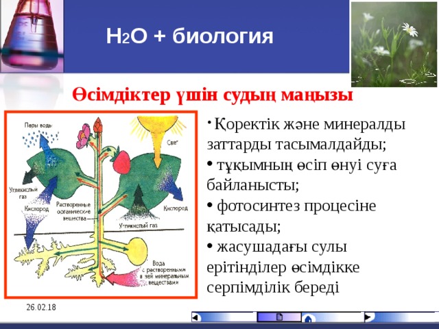 Н 2 О + биология Өсімдіктер үшін судың маңызы  Қоректік және минералды заттарды тасымалдайды;  тұқымның өсіп өнуі суға байланысты;  фотосинтез процесіне қатысады;  жасушадағы сулы ерітінділер өсімдікке серпімділік береді 26.02.18 