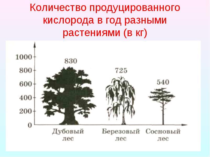 Кислорода достаточно. Деревья по выделению кислорода. Количество выделяемого кислорода деревьями. Деревья которые выделяют много кислорода. Таблица деревьев выделяющих кислород.