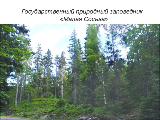 Малая сосьва картинки