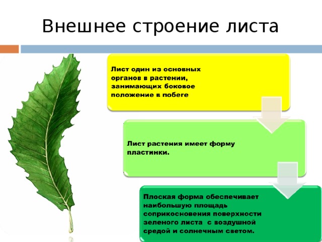 Строение листа презентация