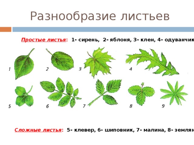 женщина картинка простые листья зависимости направления вуза