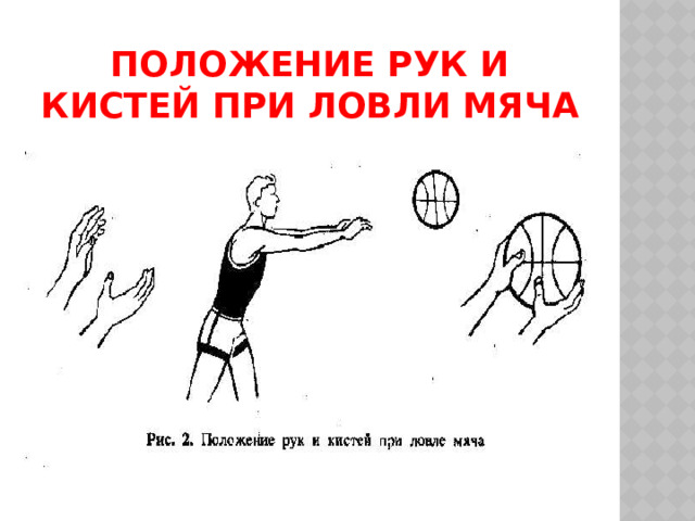 Положение рук и кистей при ловли мяча 