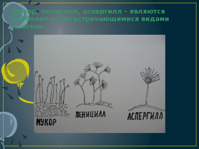 К продуцентам биоценозов относят гриб пеницилл. Пеницилл и аспергилл. Мукор пеницилл аспергилл. Мукор и аспергилл. Жизненный цикл пеницилла.