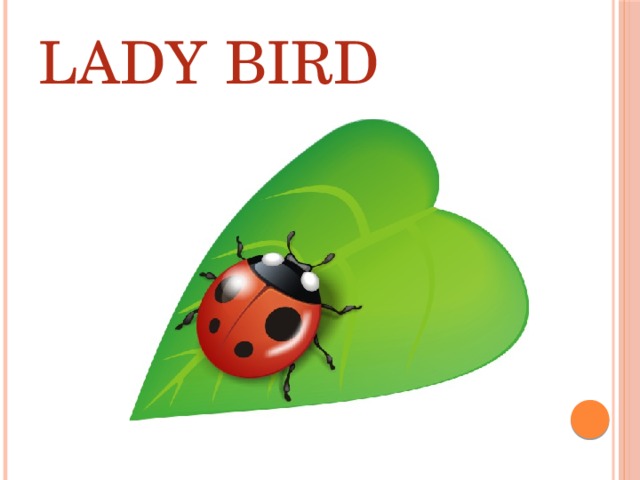 LADY  BIRD 