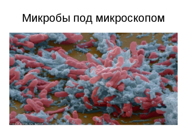 Микробы под микроскопом