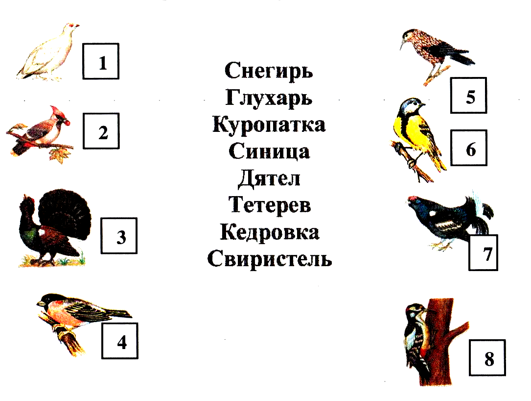 Ребусы о птицах в картинках с ответами