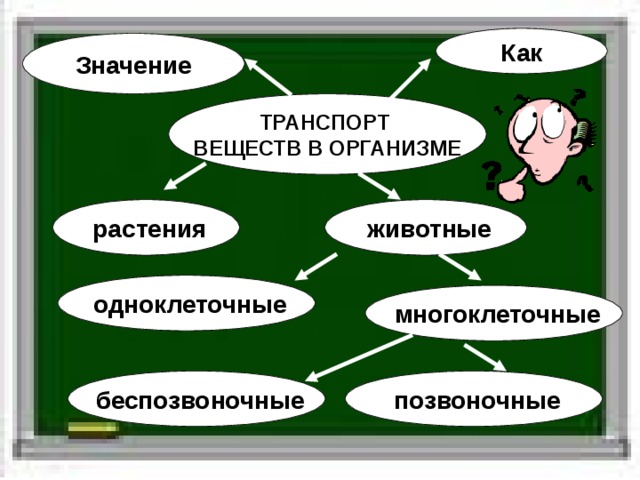 Как Значение  ТРАНСПОРТ ВЕЩЕСТВ В ОРГАНИЗМЕ   растения  животные  одноклеточные  многоклеточные  позвоночные  беспозвоночные  