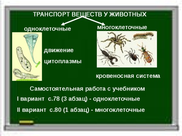 ТРАНСПОРТ ВЕЩЕСТВ У ЖИВОТНЫХ ТРАНСПОРТ ВЕЩЕСТВ У ЖИВОТНЫХ многоклеточные одноклеточные движение цитоплазмы кровеносная система Самостоятельная работа с учебником I вариант с.78 (3 абзац) - одноклеточные II вариант с.80 (1 абзац) - многоклеточные 