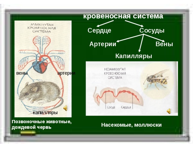 кровеносная система Сердце Сосуды Вены Артерии Капилляры вены артерии капилляры Позвоночные животные, дождевой червь Насекомые, моллюски  