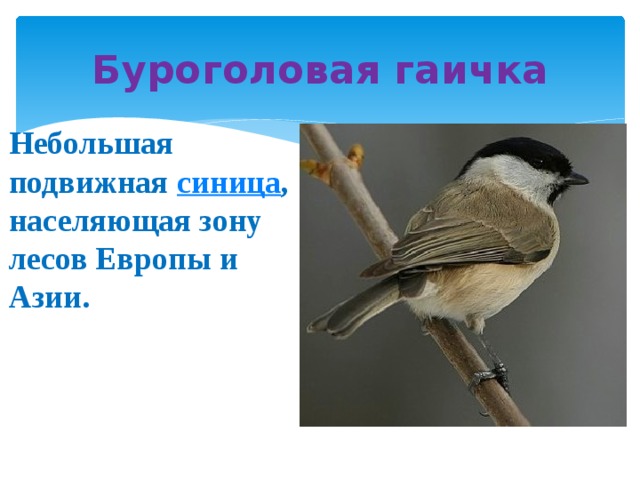 Буроголовая гаичка Небольшая подвижная  синица , населяющая зону лесов Европы и Азии.   