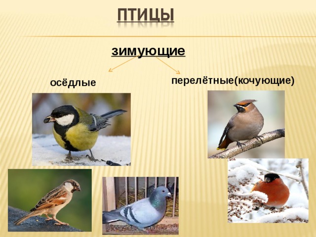 Оседлые особенности. Оседлые Кочующие и перелетные птицы. Оседлые зимующие птицы. Оседлые зимующие и перелетные птицы. Оседлые птицы Кочующие птицы перелетные птицы.