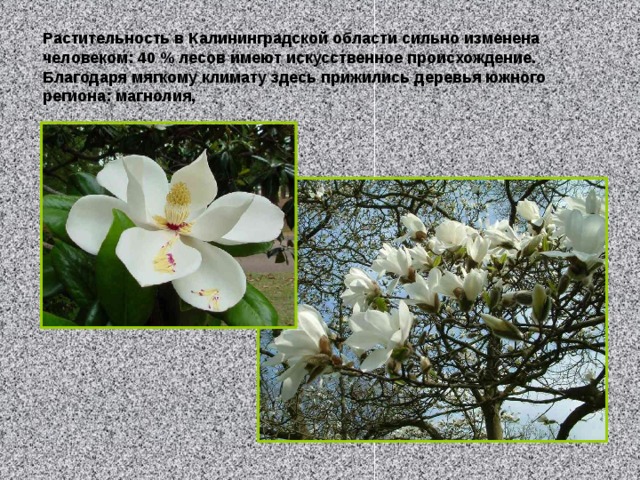 Растительность в Калининградской области сильно изменена человеком:  40 % лесов имеют искусственное происхождение. Благодаря мягкому климату здесь прижились деревья южного региона: магнолия, 