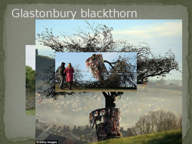 Glastonbury blackthorn 