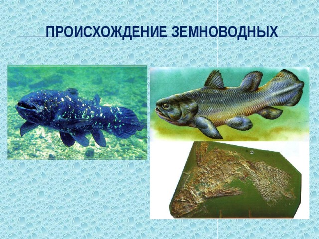 Объясните происхождение земноводные. Кистеперые рыбы и амфибии. Кистеперые рыбы предки земноводных. Латимерия Эволюция на земноводных. Латимерия предок земноводных.