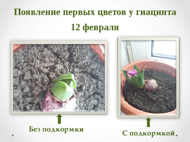Появление первых цветов у гиацинта  12 февраля Без подкормки С подкормкой 