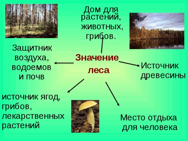 Дом для растений,  животных,  грибов. Защитник воздуха,  водоемов и почв Значение   леса Источник древесины источник ягод, грибов, лекарственных растений Место отдыха для человека 