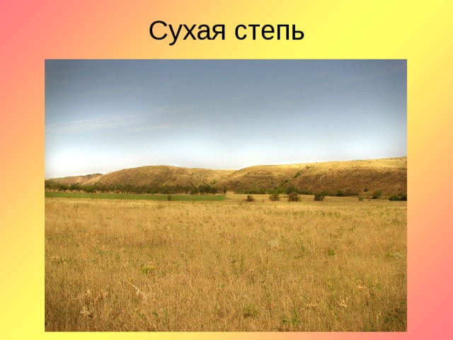 Какие природные зоны есть в степи. Зона сухой степи России. Степь природная зона. Сухая степь. Проект про степи.