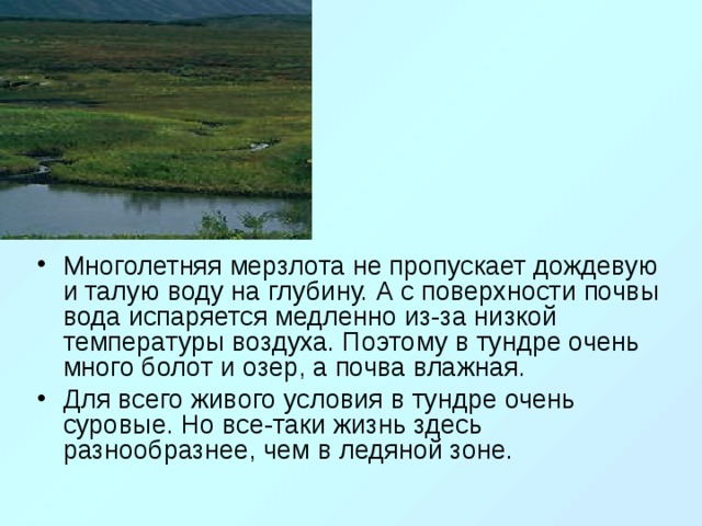 Почему в тундре много болот и озер. По каким причинам в тундре много болот и озер. В тундре много. Почему в тундре много болот.