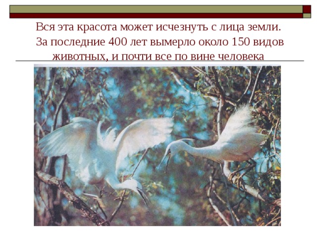 Вся эта красота может исчезнуть с лица земли.  За последние 400 лет вымерло около 150 видов животных, и почти все по вине человека 