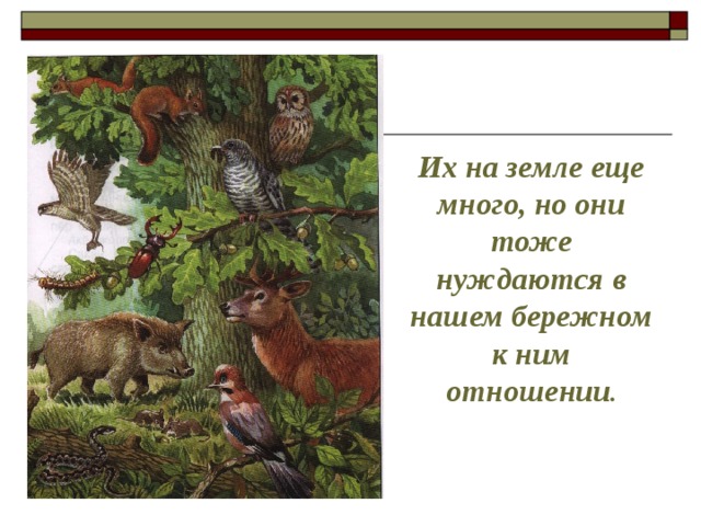 Их на земле еще много, но они тоже нуждаются в нашем бережном к ним отношении . 