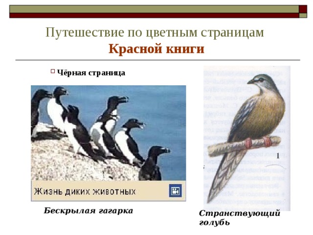 Путешествие по цветным страницам   Красной книги  Чёрная страница  Чёрная страница  Чёрная страница Бескрылая гагарка Странствующий голубь 
