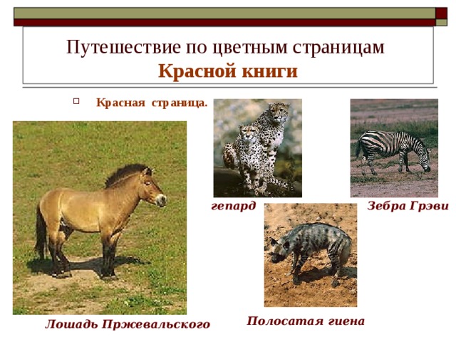 Путешествие по цветным страницам  Красной книги Красная страница. Красная страница. Красная страница.  гепард Зебра Грэви Полосатая гиена Лошадь Пржевальского 