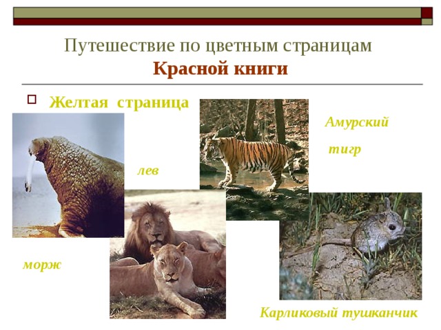 Путешествие по цветным страницам   Красной книги Желтая страница Амурский  тигр лев морж  Карликовый тушканчик 