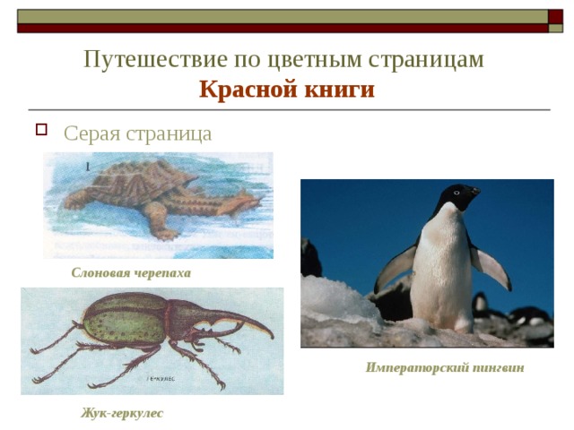 Путешествие по цветным страницам   Красной книги Серая страница Слоновая черепаха Императорский пингвин Жук-геркулес 