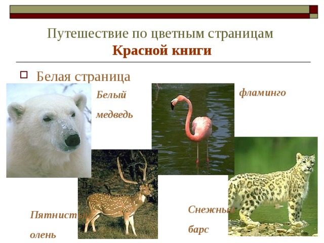 Путешествие по цветным страницам   Красной книги Белая страница фламинго Белый медведь Снежный барс Пятнистый олень 