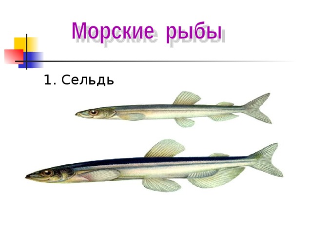 Окружающий мир 1 класс тема кто такие рыбы презентация