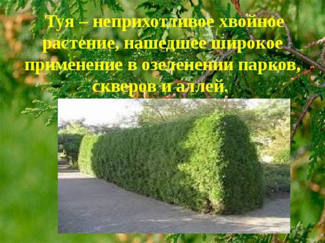  Туя – неприхотливое хвойное растение, нашедшее широкое применение в озеленении парков, скверов и аллей. 