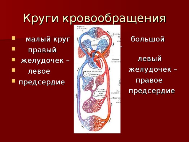  большой круг  левый  желудочек –  правое  предсердие  малый круг  правый  желудочек –  левое предсердие 