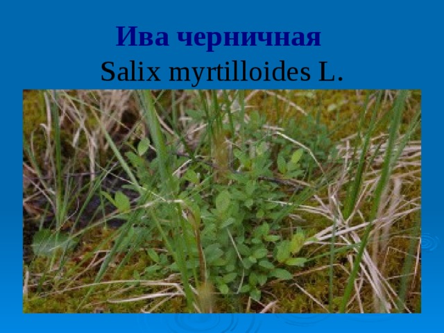 Ива черничная  Salix myrtilloides L.   