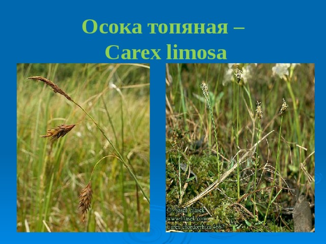 Осока топяная –  Carex limosa 