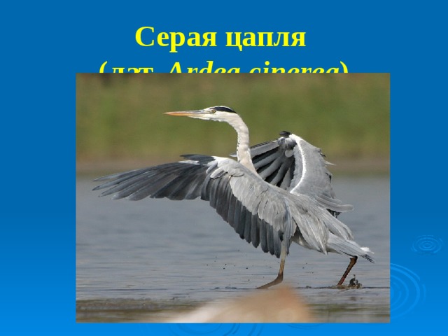 Серая цапля   ( лат.   Ardea cinerea )   