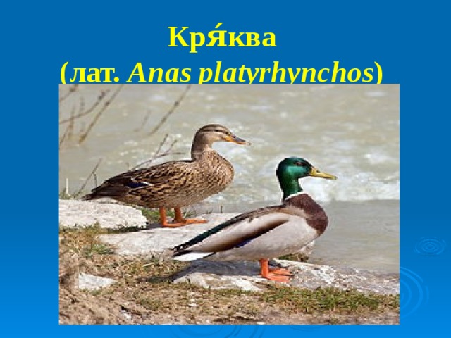 Кря́ква    (лат.  Anas platyrhynchos )  