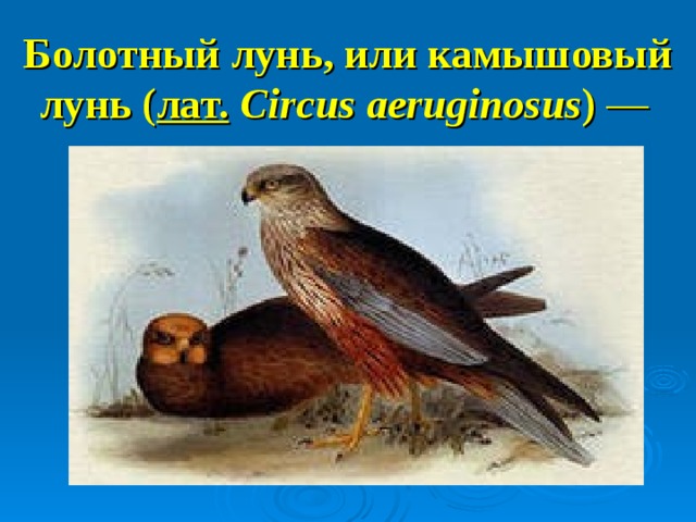 Болотный лунь, или камышовый лунь ( лат.   Circus aeruginosus ) —  