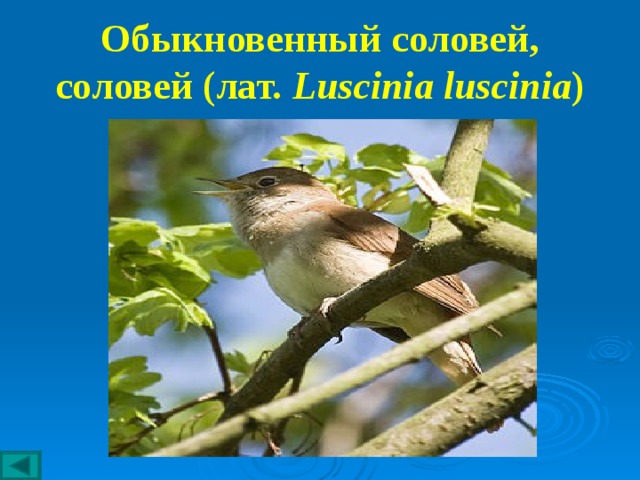 Обыкновенный соловей, соловей (лат.  Luscinia luscinia ) 