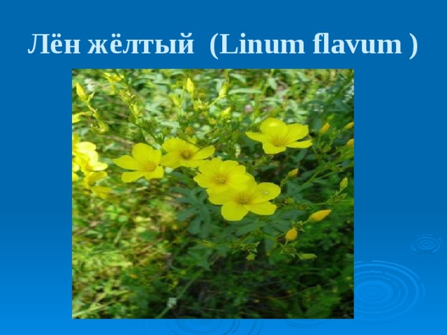 Лён жёлтый (Linum flavum ) 