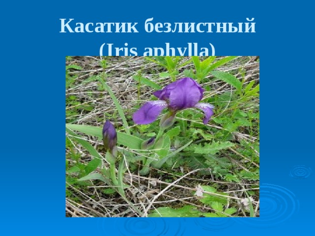 Касатик безлистный  (Iris aphylla)​  