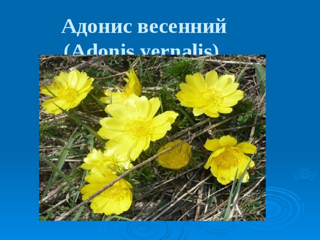 Адонис весенний  (Adonis vernalis)  