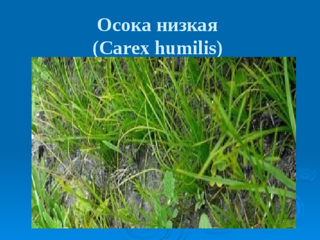 Осока низкая  (Carex humilis)  