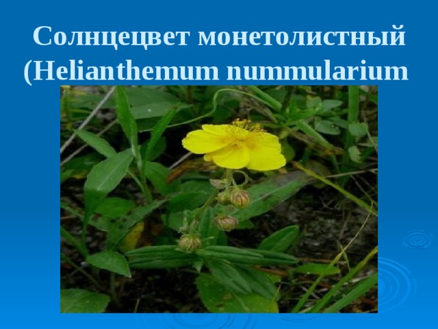 Солнцецвет монетолистный  (Helianthemum nummularium  