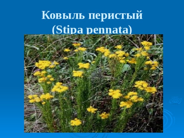 Ковыль перистый  (Stipa pennata)  