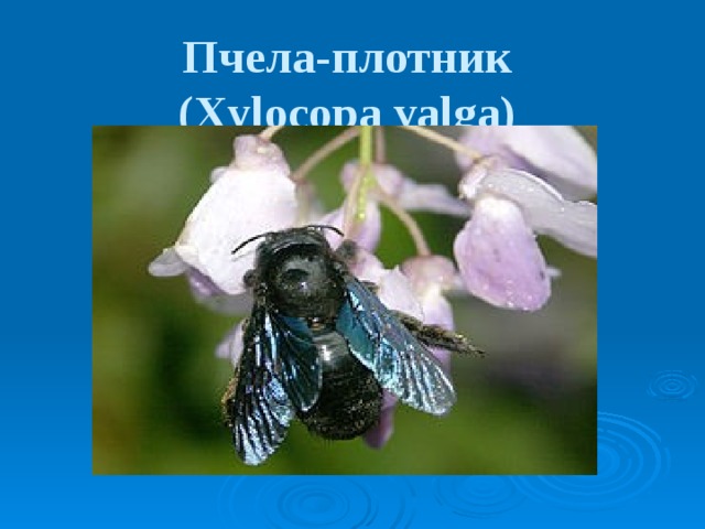 Пчела-плотник  (Xylocopa valga)  