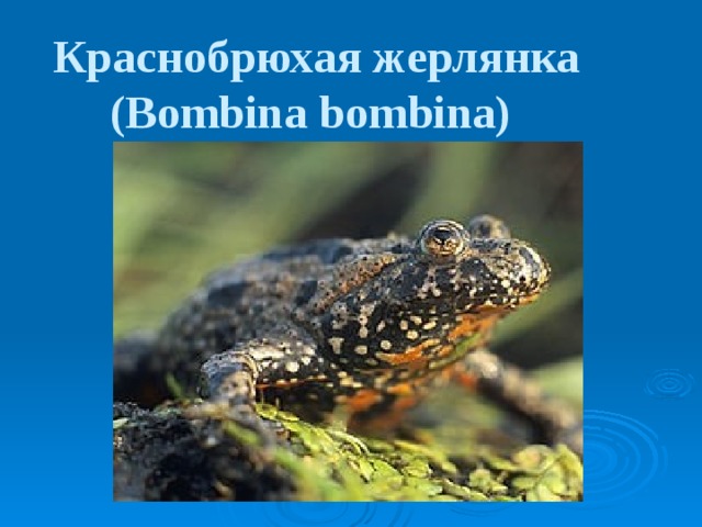 Краснобрюхая жерлянка (Bombina bombina)  